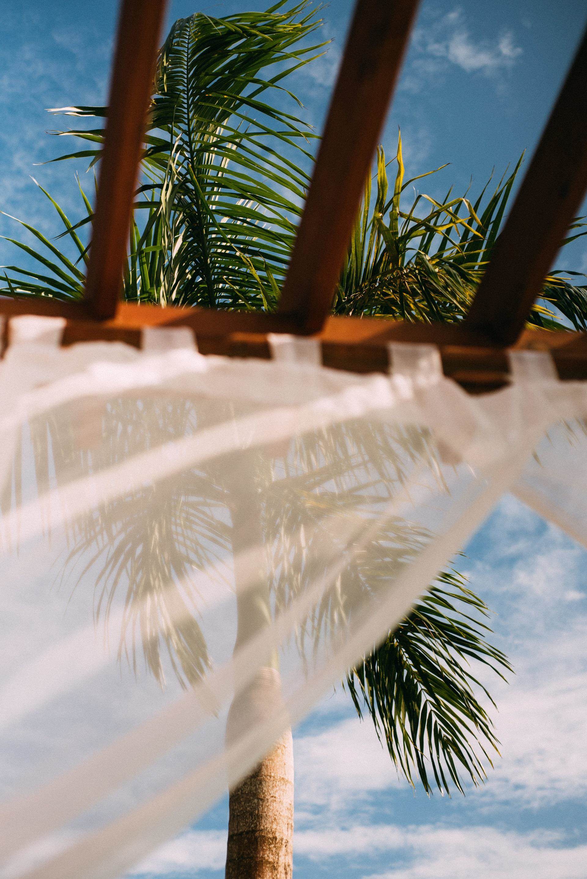 Palm tree and sun bed