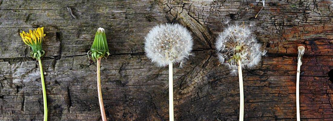 Dandelion in various stages of life cycle