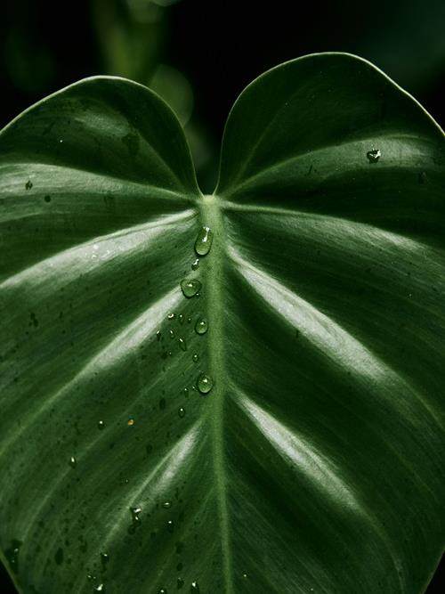 close up shot of plant leafs