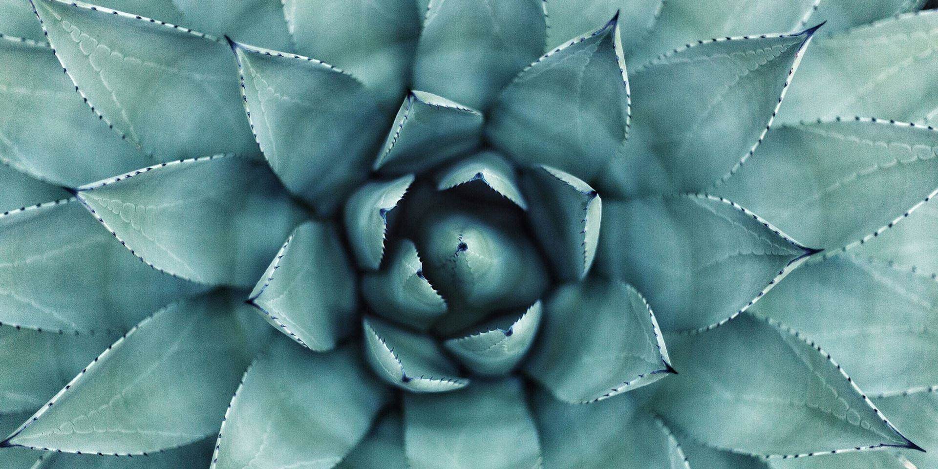 blue agave plant