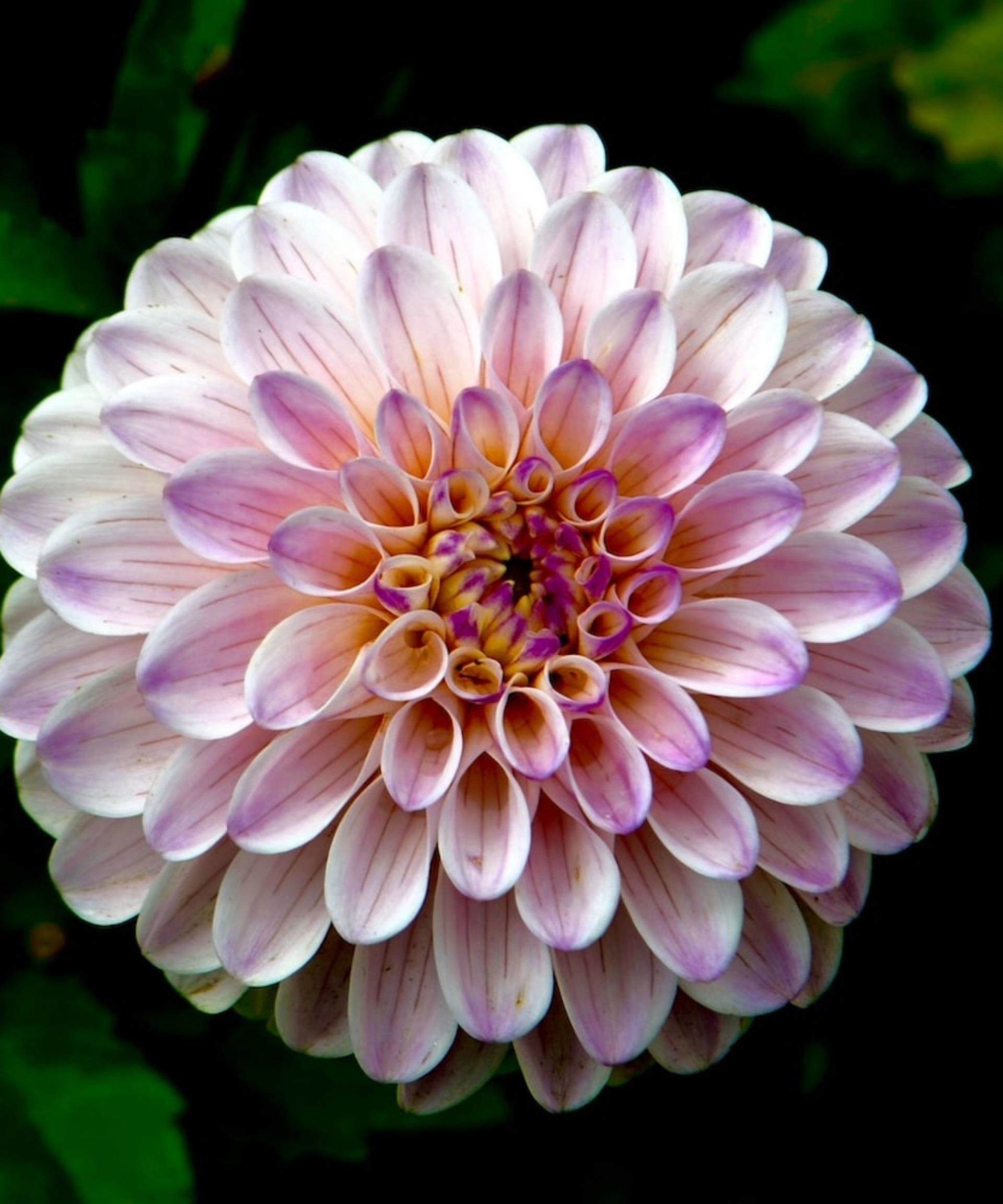 spring flowers in sunlight