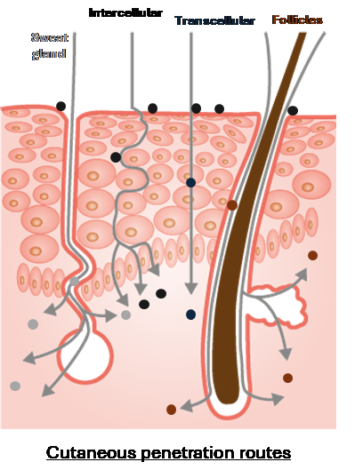 Cross section diagram of the skin with labels showing the sweat gland, intercellular and transcellular pathways and follicle. Copy underneath reads cutaneous penetration routes.