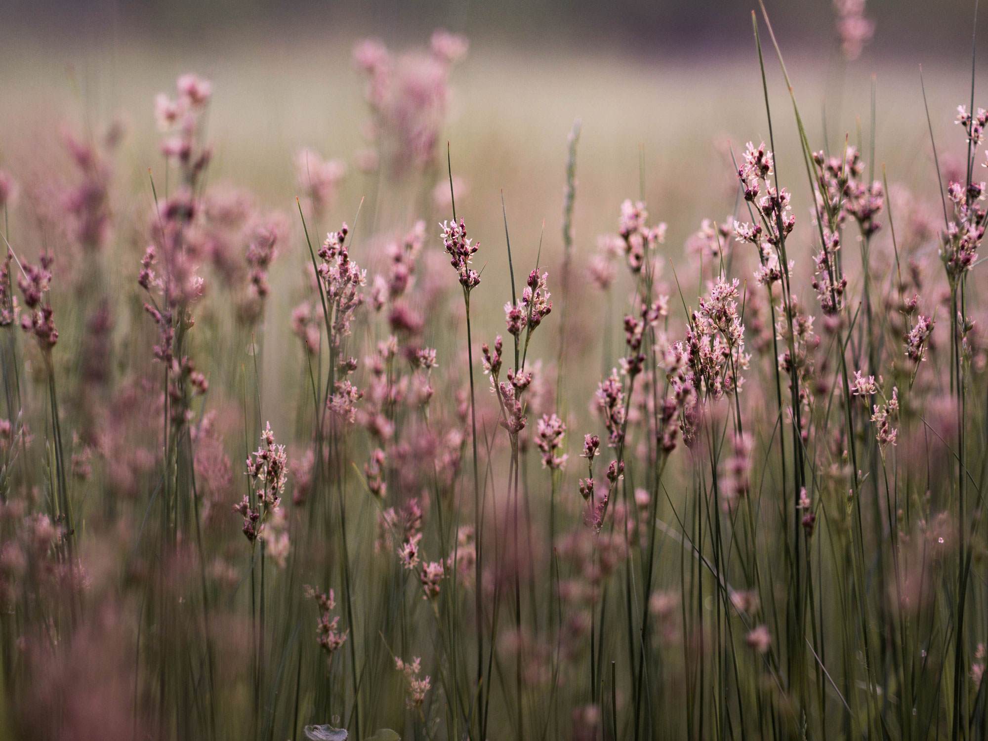 field of wild pink flowers