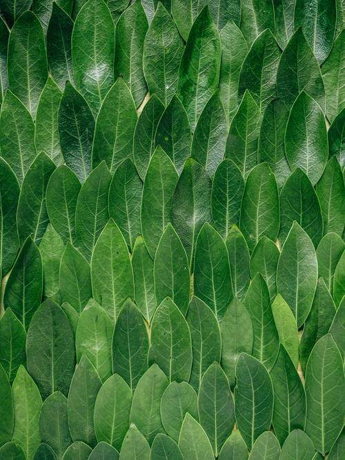 layered leafs