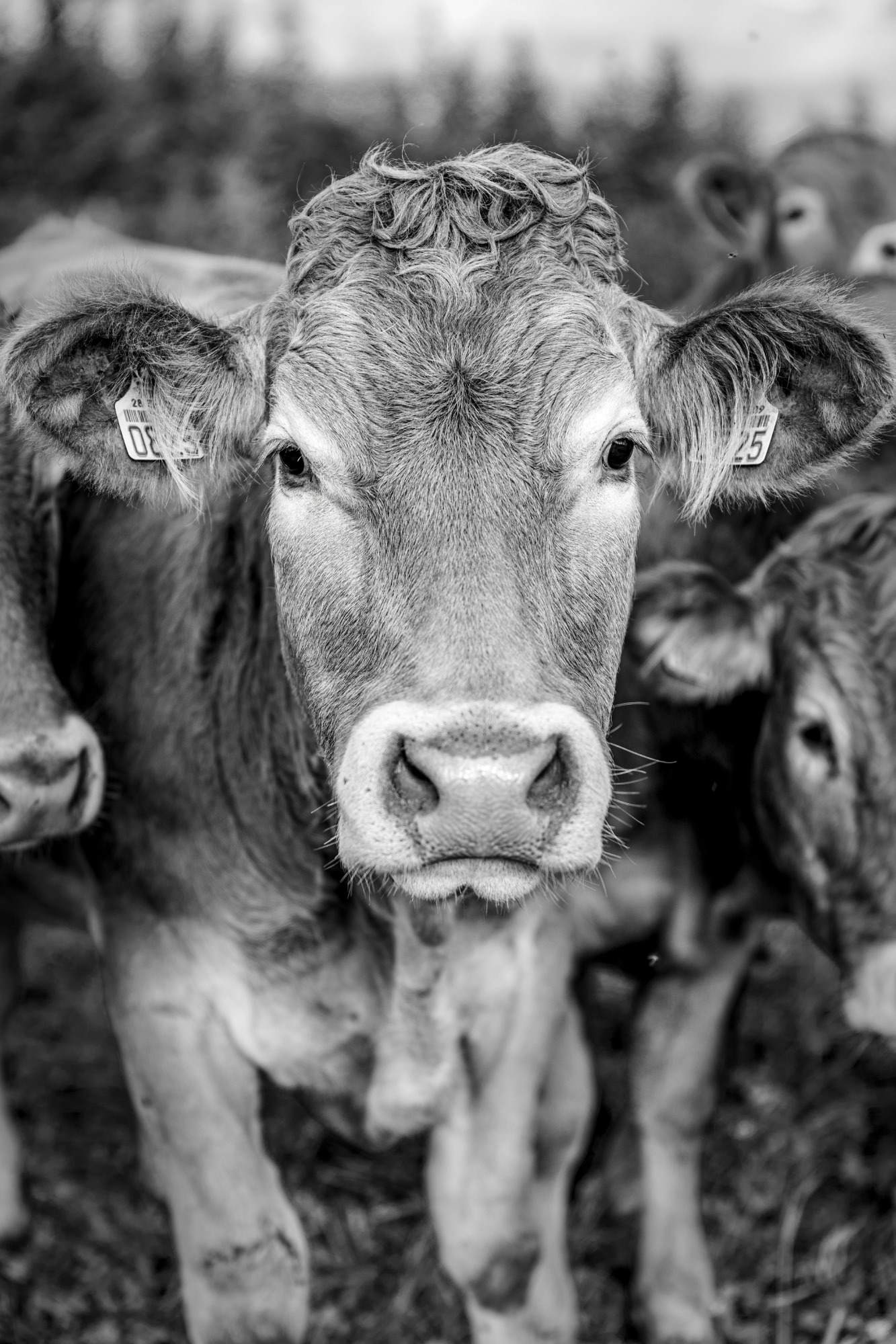 mad cow  BSE Mad Cow Crisis portrait timeline