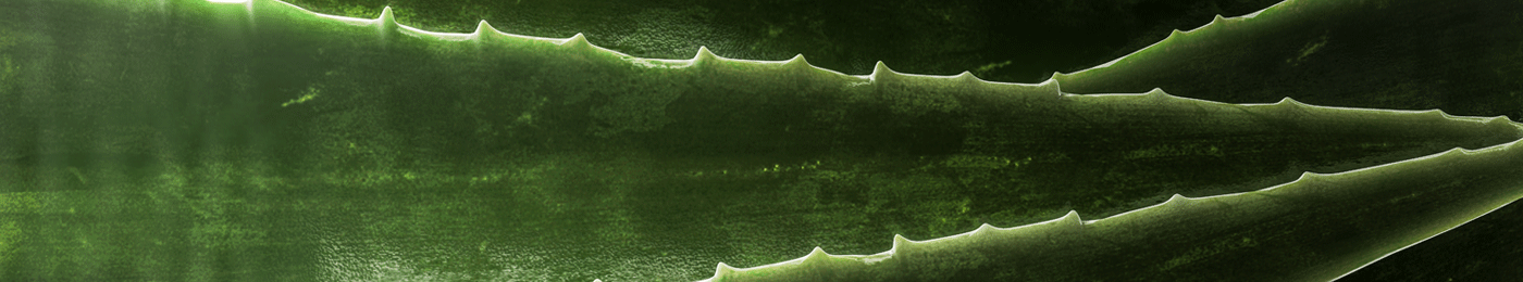 Close up on aloe vera leaves
