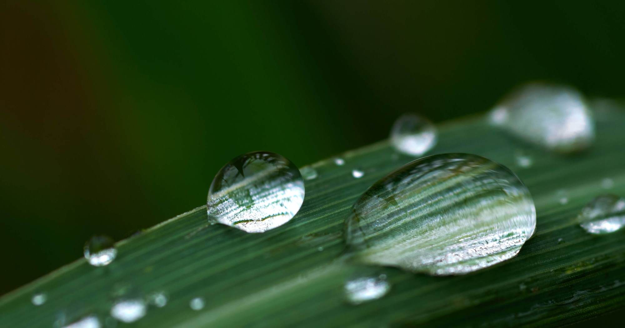 water drops on a leaf