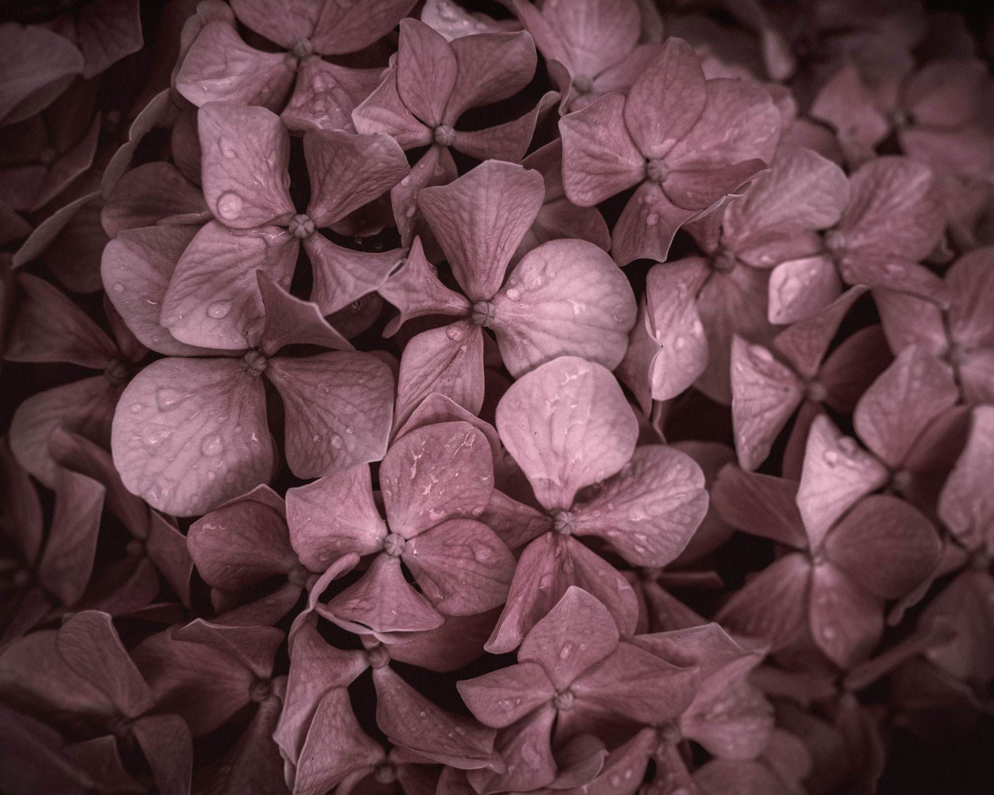 selective focus shot of hydrangeas 