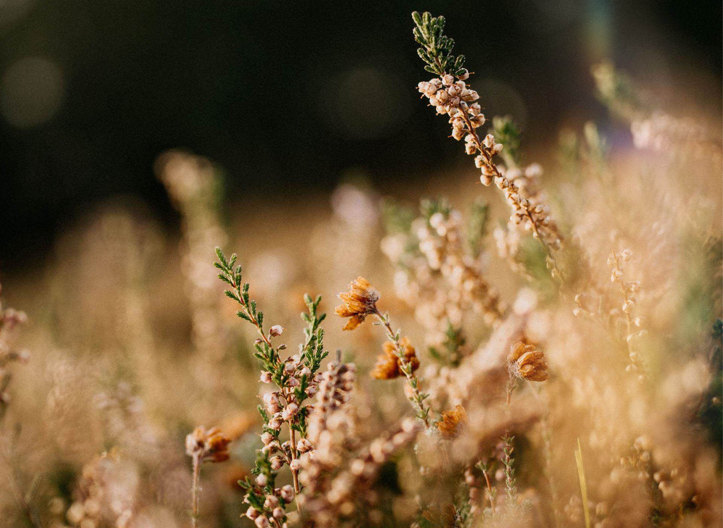 Biopolymers guide image flowers sunshine landscape