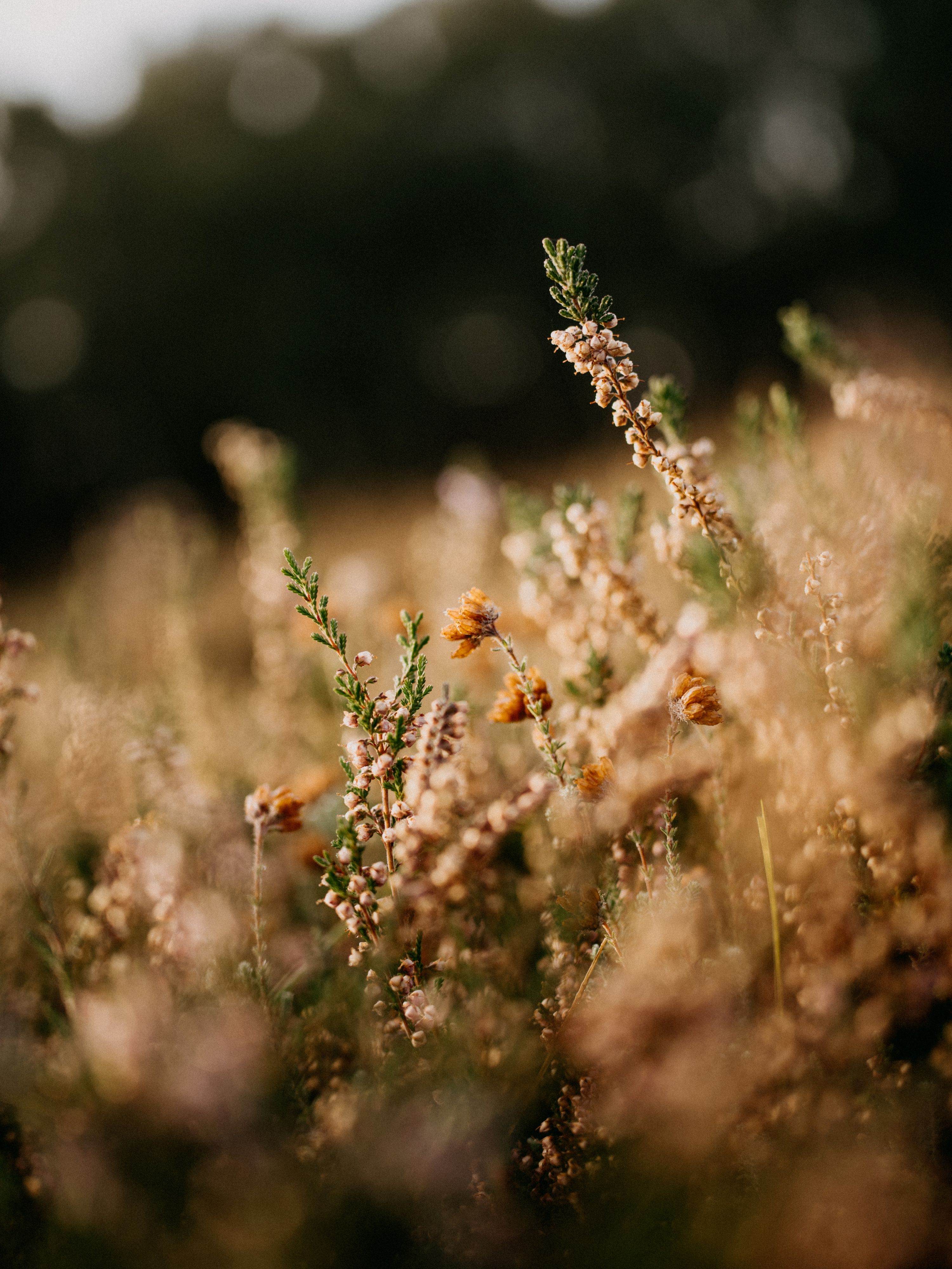 biopolymers nature heather in forest setting portrait functional ingredients