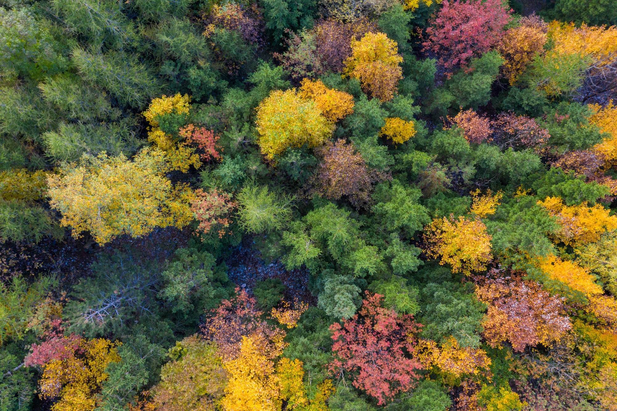 Photo from above viewing a forest of trees in shades of gold, green, red and even purple.
