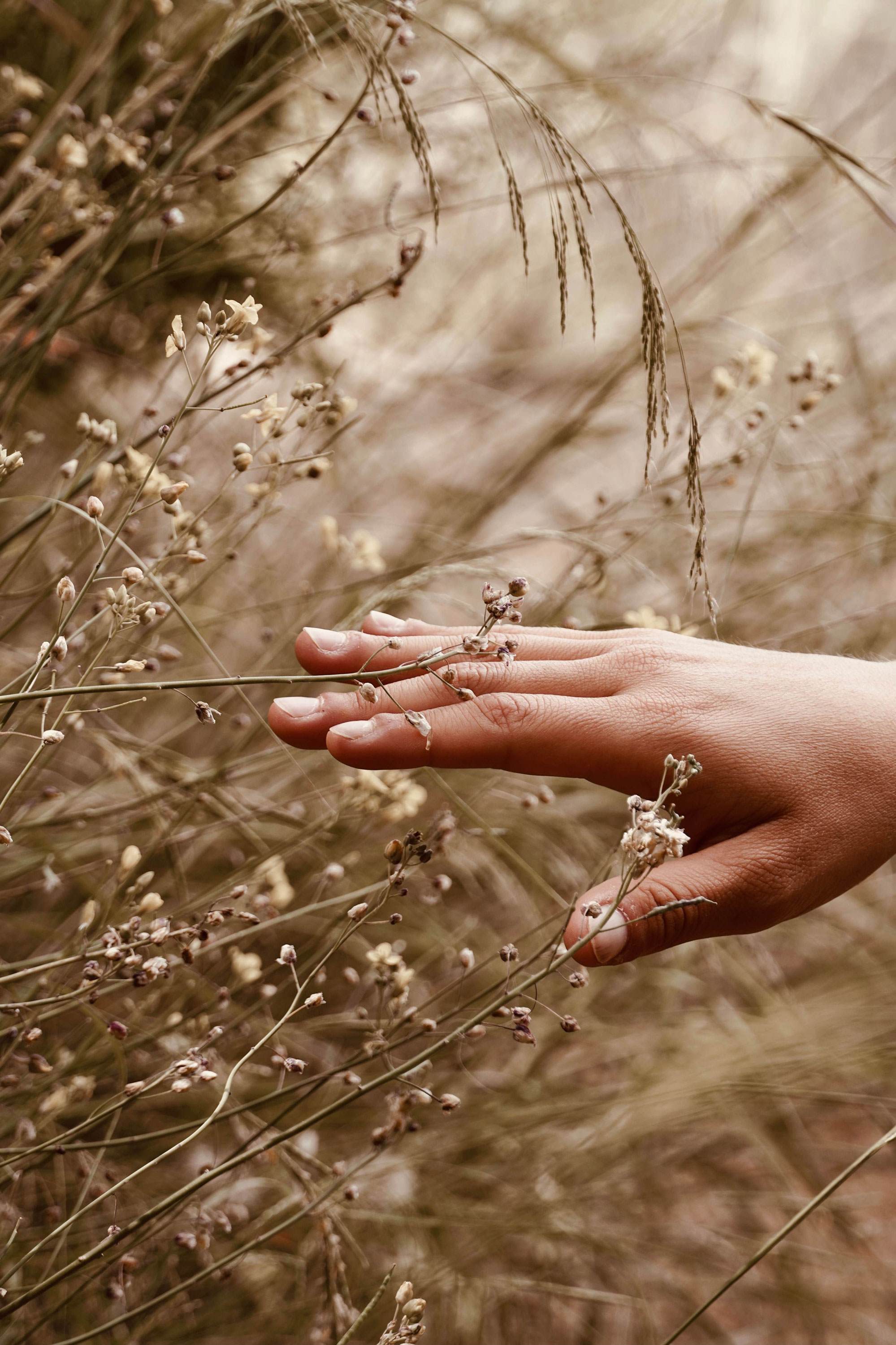 A white woman's hand reaching out to touch tall brown grass.