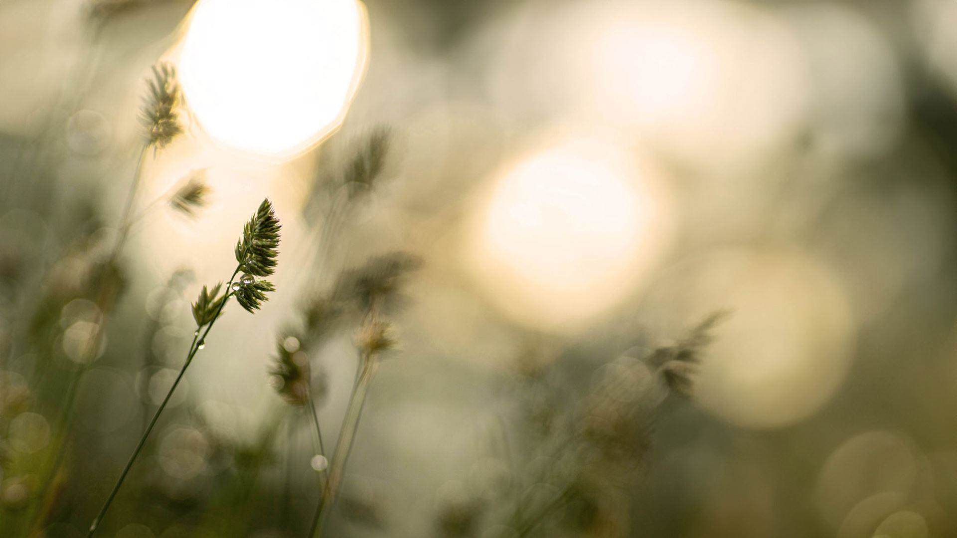 wild grass