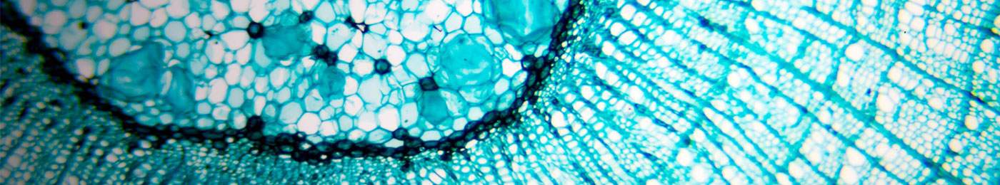 Microscopic close-up of plant cells