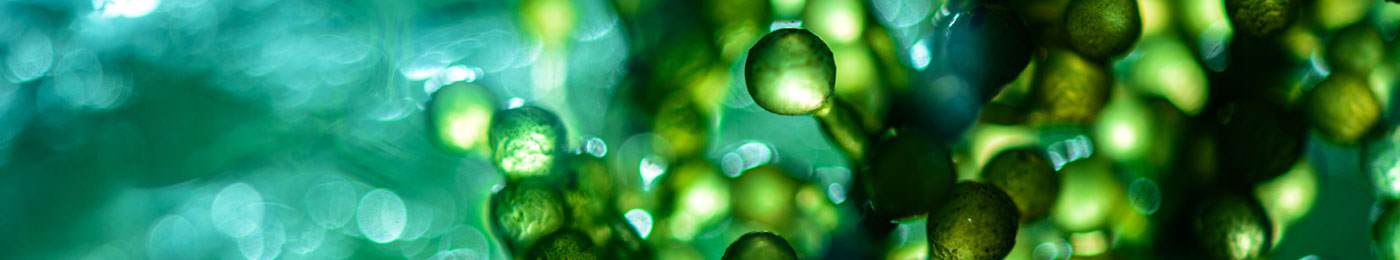Microscopic close-up of marine plant cells