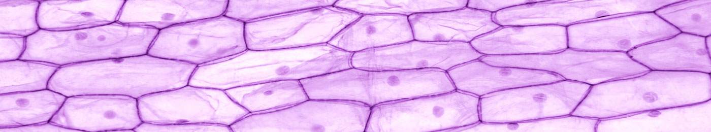 Microscopic close up on onion skin cells