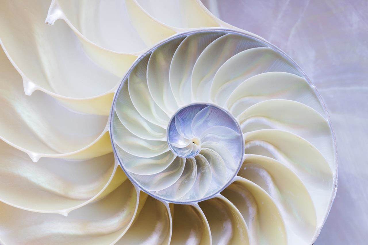 Cropped image of a nautilus shell sliced in half showing the spiral chambers