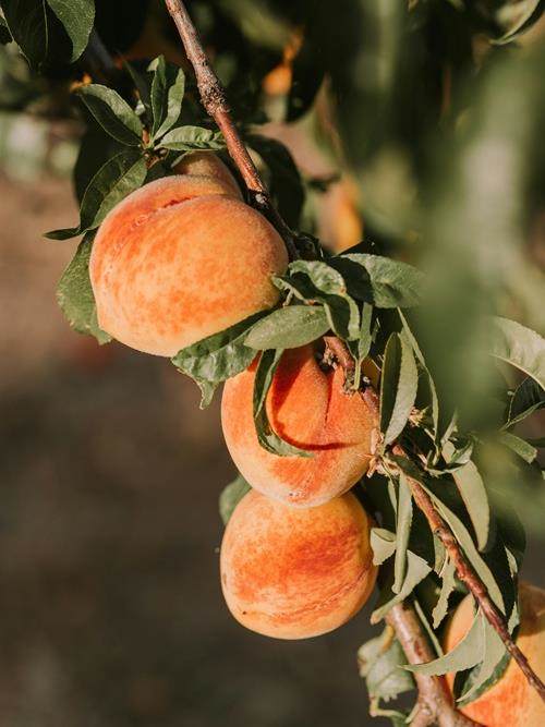 A close up on peaches on a peach tree