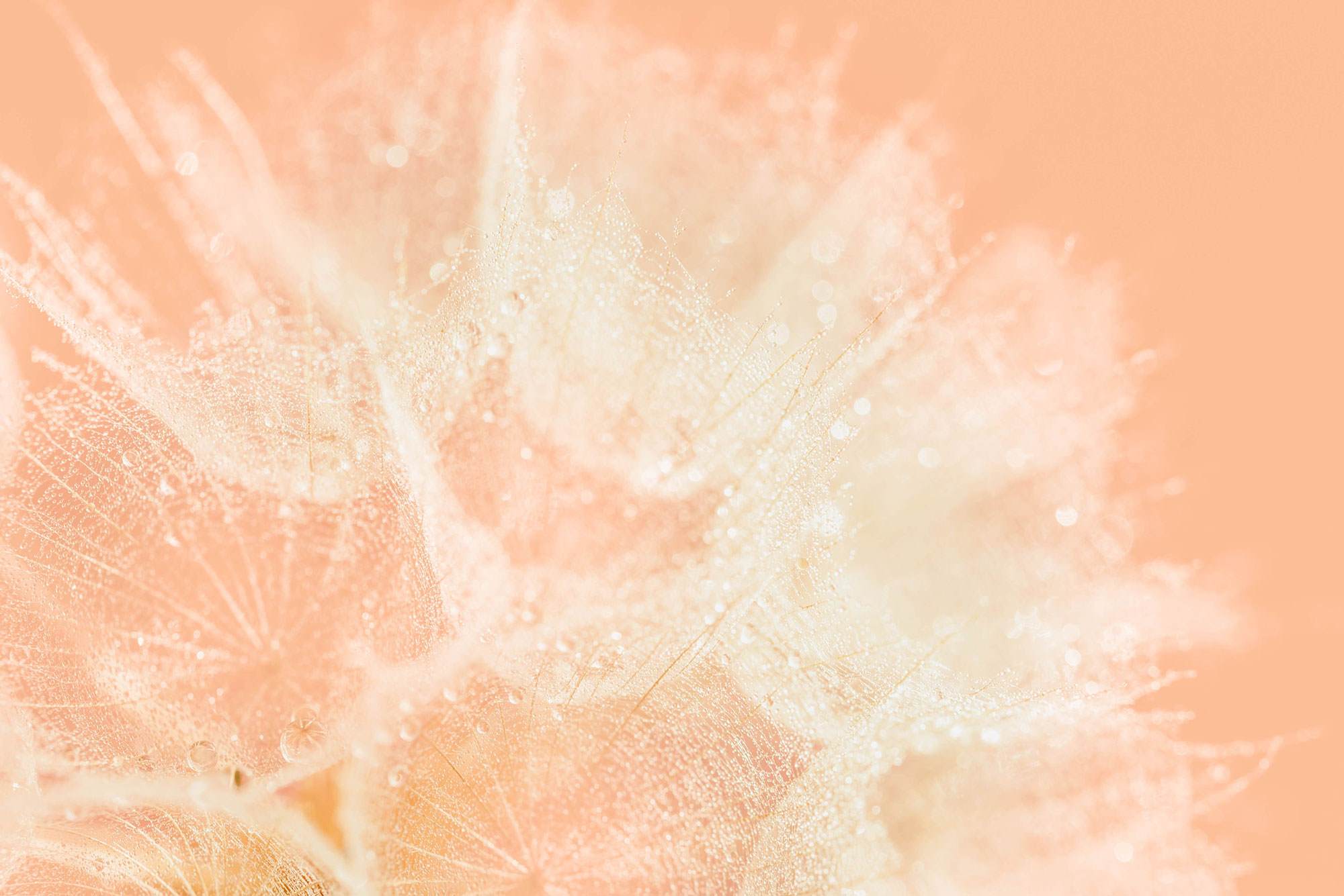 ピーチファズフィーチャーカード