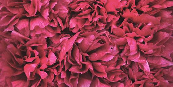 conscious beauty - deep red flower petals