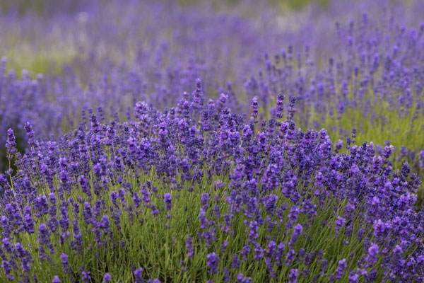 Field of lavender flowers