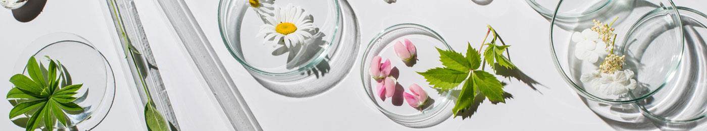 conscious beauty - various botanicals in petri dishes and other glassware