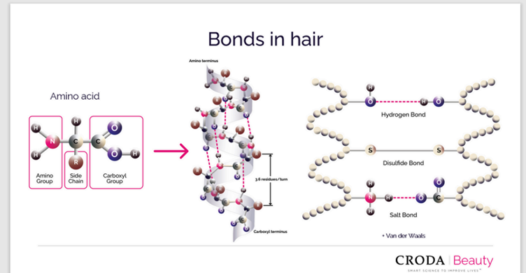 Diagram showing the 3 types of bonds in hair. On the left we have a diagram showing an amino acid bond. In the middle we see this structure in the hair. On the right we see 2 structures with 3 bonds. At the top the hydrogen bond, below it a disulfide bond and below that a salt bond.