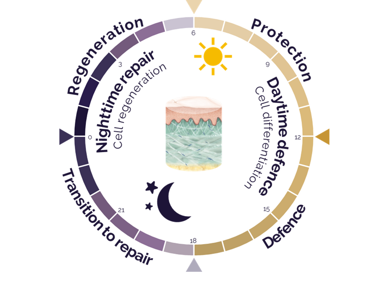 Diagram of the skin’s 24-hour cycle portrait skin care actives